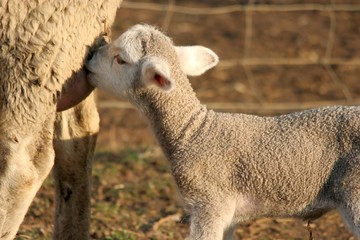 Sheep Lamb and Ewe