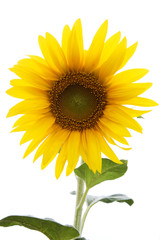 Obraz premium Sunflower on white background