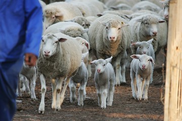 Sheep Flock Going Home