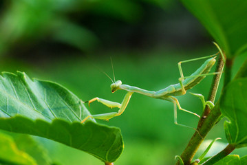 Mantis