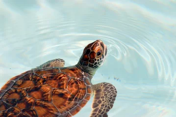 Photo sur Aluminium Tortue Sea turtle