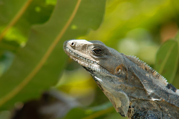 Iguana