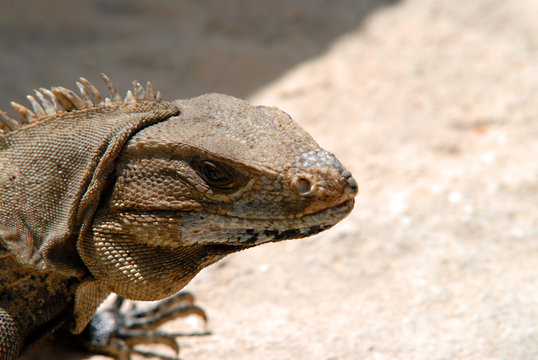 Iguana