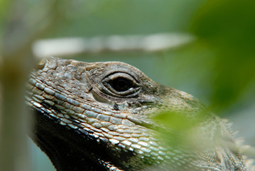 Iguana