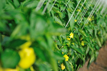 paprika in greenhouse