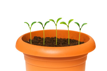 Green saplings growing in the clay pot