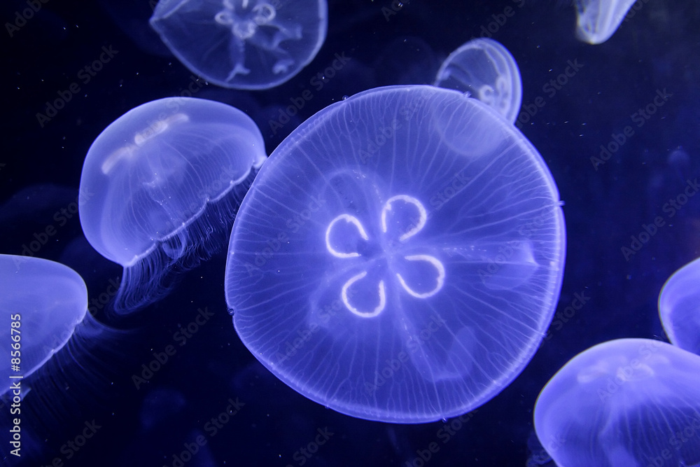 Wall mural underwater image of jellyfishes