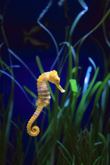 Naklejka premium underwater image of a sea dragon