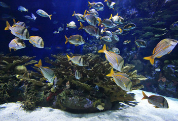Fototapeta na wymiar Podwodne zdjęcia rafy i kolorowe ryby