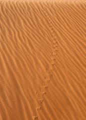 Animal's tracks in the desert, Namibia