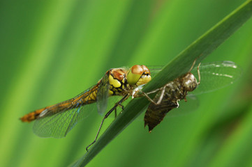 Dragonfly