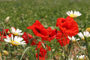 Red poppies and white-yellow daisies, Naxos,Greece