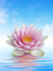 fleur de lotus et reflets
