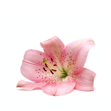 Lily Flower Isolated On White