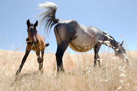 horse and colt in a field of straw