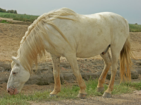 cheval camarguais