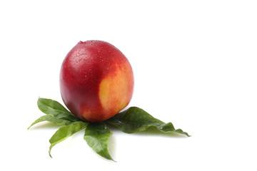 Fresh nectarine on green leaves