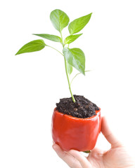 Transplant of a tree in a pot from fresh pepper