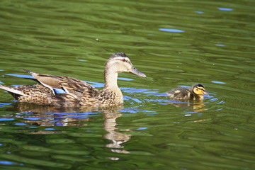enten
