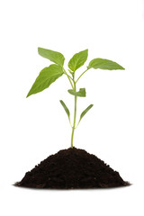 Young green plant on a white background
