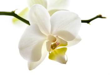 Weisse Orchidee Blüte
