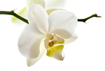 Foto auf Glas Weisse Orchidee Blüte © terranova_17