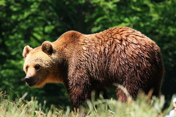 Fototapeta premium braunbär