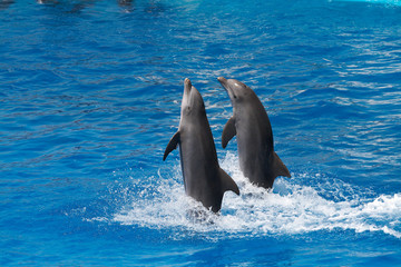 Fototapeta premium Dolphins swimming