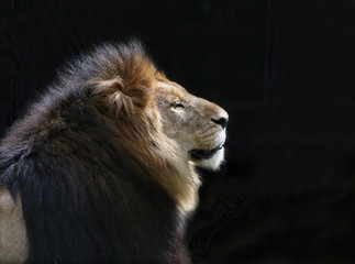 lion