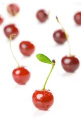 Cherry dance