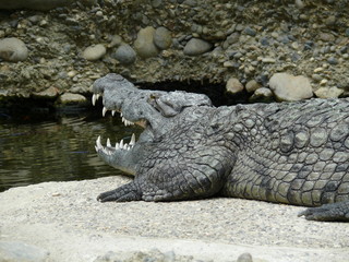 Crocodile
