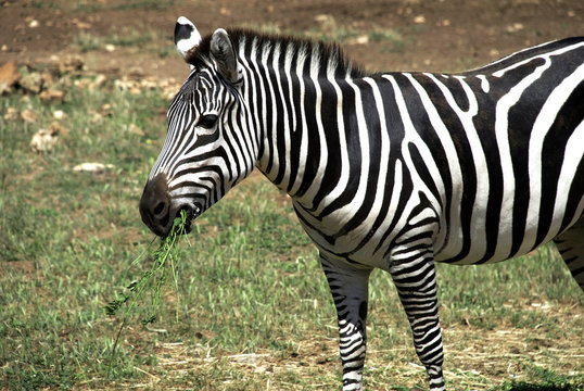 Spanisches Zebra