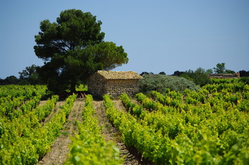 vignes