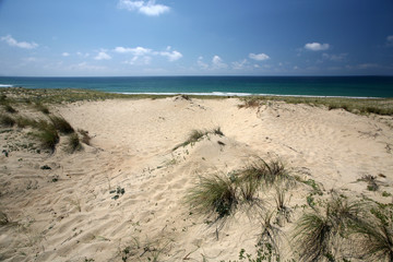 Dune with grass by the sea