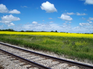 Prairie Field With Tracks