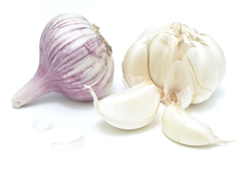 garlic against the white background