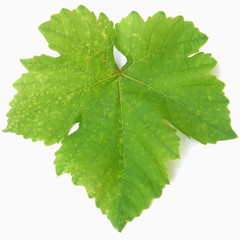 feuille de vigne