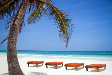 beachchairs and a palm tree