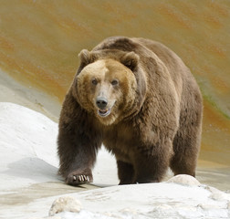 Great brown bear