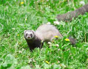 Polecat.