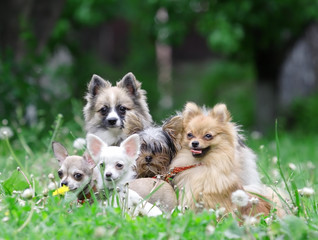 Group of dogs.