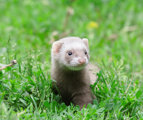 Polecat.