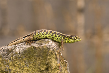 Eidechse beim Ausruhen