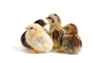 Group of coloured chicks