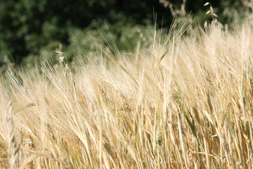 Barley field