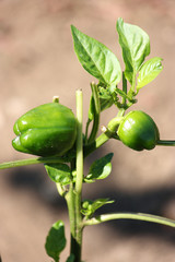 Young green peppers