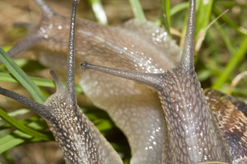entrée gastronomique