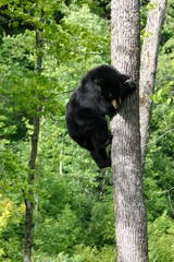 ourson grimpeur dans la forêt au Québec