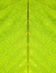 Plant leaf