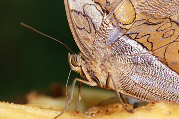 Butterfly detail
